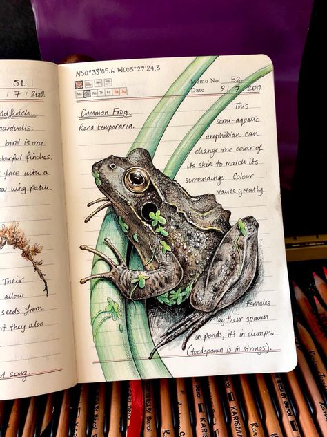 Doodling Animals, Botanical Sketchbook, Field Journal, Nature Sketch, Sketchbook Art Journal, Art Pastel, Desenho Tattoo, A Frog, Scientific Illustration