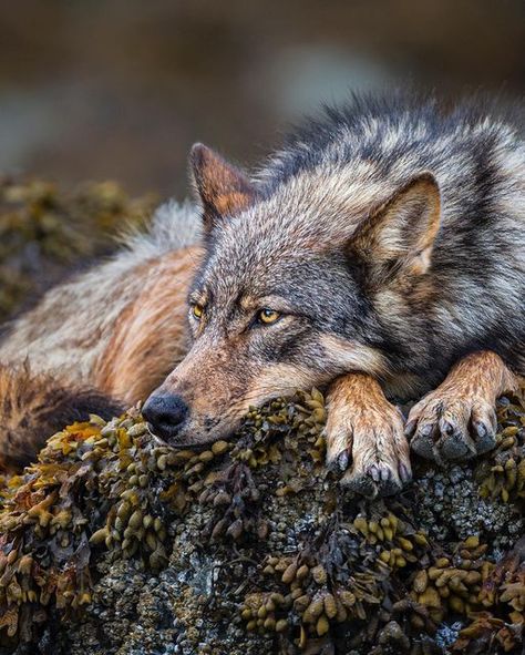 Wolf Poses, Wolf People, Red Riding Hood Art, Beautiful Dogs Photos, North American Animals, Maned Wolf, Wolf Stuff, Wolf Photos, Animal Study