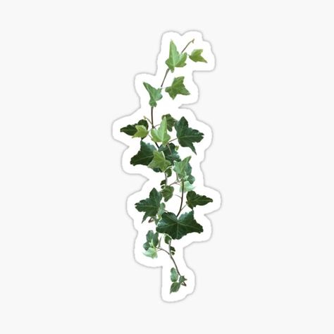 Ivy Plant Drawing, Dark Green Stickers, Leaves Aesthetic Sticker, Vines Stickers, Slide Pictures, Ivy Stencils Vines, Vintage Leaves Stickers, Vine Stickers, Stickers Plants