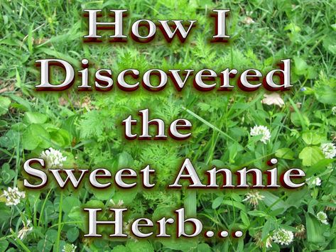 Sweet Annie Herb: How I First Found It - Natural Healing Herbs, Sweet Annie, Vegetable Plants, Herbal Magic, Plants Garden, In The News, Healing Herbs, Love Home, Medicinal Plants