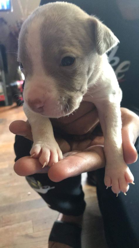 5 female Pitbull puppies Grey Pitbull Puppies, Red Nose Pitbull Puppies, Pitbull Mix Breeds, Grey Pitbull, Female Pitbull, Blue Nose Pitbull Puppies, Pittie Puppies, Boy Dog Clothes, Pit Bull Puppy