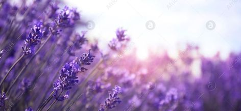 Beautiful lavender field, closeup view with space for text. Banner design Lavender Banner, Space Banner, Text Banner, Lavender Field, Lavender Fields, How To Attract Customers, Never Underestimate, The Mood, Banner Design