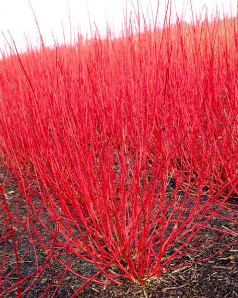 Cornus Alba Sibirica, Dogwood Shrub, Cornus Alba, Entry Garden, Red Dogwood, Shrubs For Landscaping, Red Twig Dogwood, Twig Dogwood, Growing Trees