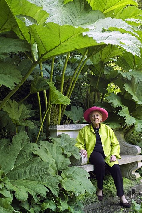 Big Leaves Plant, Giant Leaves, Tanaman Air, Oxfordshire England, Tropical Backyard, Stone Bench, City Garden, Bench Seat, Tropical Garden