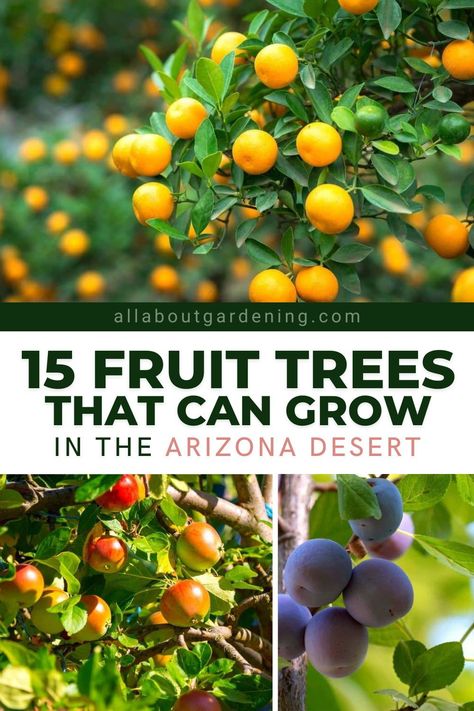 Desert Vegetable Garden, Small Fruit Trees, Fruit Trees Backyard, Arizona Garden, Fruit Tree Garden, Arizona Backyard, Arizona Gardening, Fruit Bearing Trees, Fruit Bushes