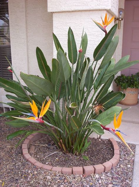 Growing The Tropical Bird Of Paradise Flower In Phoenix Arizona - Strelitzia Reginae Arizona Plants, Birds Of Paradise Plant, Bird Of Paradise Plant, Paradise Flowers, Paradise Plant, Birds Of Paradise Flower, Indoor Plant Care, Garden Help, Desert Plants