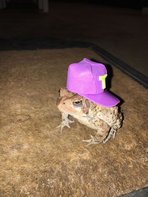 This is Mr. Toad.  Newsome told BuzzFeed News he started making the hats to cheer up a friend’s son who had lost his own pet toad “because all kids would laugh at a toad with a hat.” | A Toad Kept Visiting This Guy's Porch So He Made It Some Hats And It Made People Very Happy A Frog, Toad, Porch, Purple, Hats