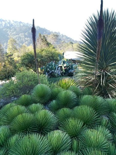 Pin on desert landscaping Agave Garden Design, Southwestern Plants, Succulent Landscape Design, Drought Tolerant Garden, Arizona Landscape, Drought Tolerant Landscape, Succulent Landscaping, Landscaping Inspiration, California Garden