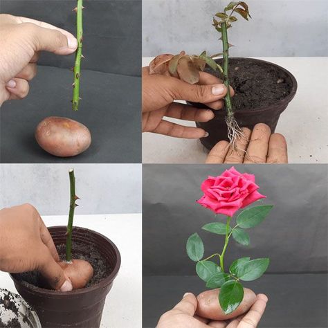 Roses In Potatoes, Potato Garden, Propagate Roses, Propagating Roses, Potato Gardening, Unusual Planter, Bunny Quotes, Rose Cuttings, Plant Care Houseplant