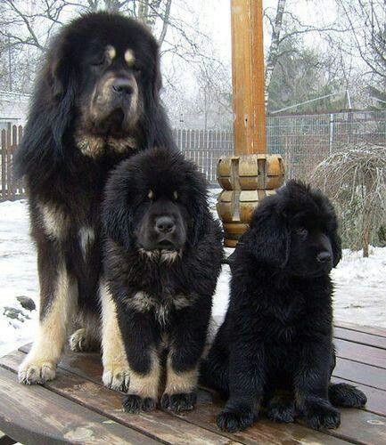 Tibetan mastiffs - I think I need one Tibetan Mastiff Dog, Giant Dog Breeds, 3 Bears, Tibetan Mastiff, Mastiff Dogs, Giant Dogs, Love My Dog, Bull Mastiff, Large Dog Breeds