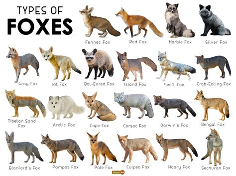 Rare Fox Breeds, Different Types Of Foxes, Fox Photos, Fox Types, Types Of Bats, Types Of Foxes, Fox Colors, Fox Reference, Fox Habitat