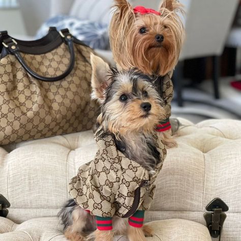 Gucci Dog Clothes, Pets Stuff, Teacup Yorkies, Gucci Outfit, Chihuahua Clothes, Dog Outfits, Yorkie Moms, Designer Dog Clothes, Yorkie Dogs