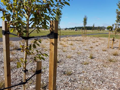 DIY - How to stake a tree Wooden Stakes, Tree Stakes, Tree Support, Central Otago, Diy Tree, Diy Landscaping, The Expert, Blog Page, I Choose