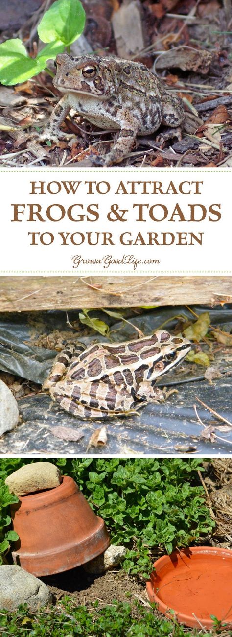 Attracting and encouraging frogs and toads to live in your garden keeps the pest population down and reduces the need for pesticides or other natural insect deterrents. Just one frog or toad can eat up to 10,000 pests during the garden season. Here are some tips on how to attract and encourage toads and frogs to live in your garden. Garden Frogs, The Pest, Garden Pest Control, Wildlife Gardening, Have Inspiration, Patio Diy, Hydroponic Gardening, Seasonal Garden, Frog And Toad