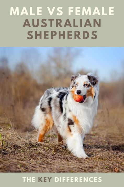 Mini Aussie Shepherd, Mini Aussie Puppy, Origami Dog, Puppy Ideas, Male Vs Female, Active Dogs, Animal Reiki, Dog Commands, American Shepherd