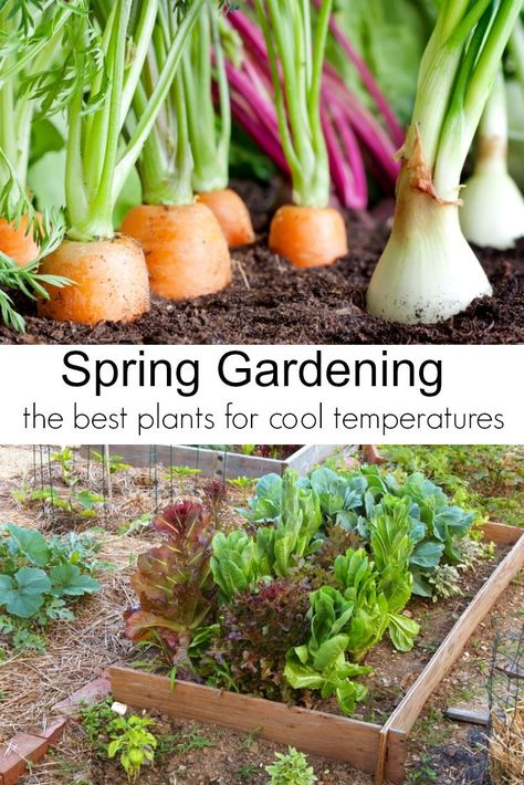 Spring Garden Vegetables, Spring Vegetable Garden, Vegetables To Plant, Garden Vegetables, Garden Veggies, Veg Garden, Spring Vegetables, Spring Plants, Summer Vegetable