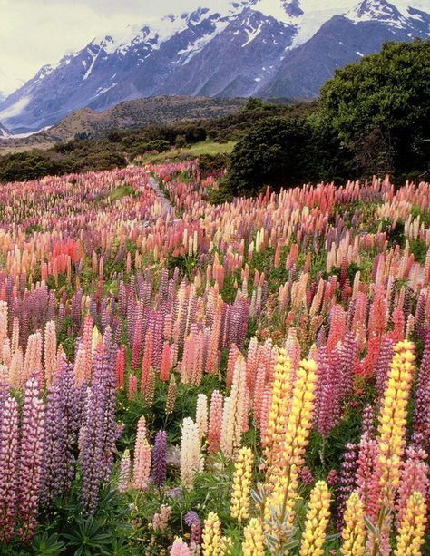 Field Full Of Flowers, Image Nature, Alam Yang Indah, Nature Aesthetic, Flower Field, Pretty Places, Instagram Foto, Mykonos, Pretty Flowers