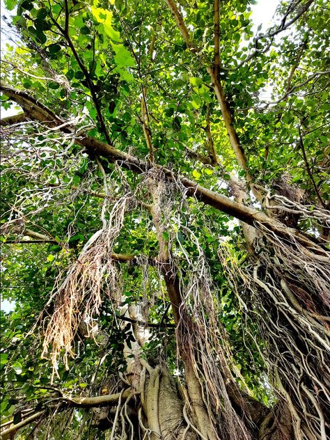 Ficus benghalensis, commonly known as the banyan, banyan fig and Indian banyan, is a tree native to the Indian Subcontinent. Specimens in India are among the largest trees in the world by canopy coverage. Ficus benghalensis produces propagating roots which grow downwards as aerial roots. Once these roots reach the ground they grow into woody trunks. The figs produced by the tree are eaten by birds such as the Indian myna. Bargad Tree, Banyan Tree Bonsai, Indian Wallpaper, Ficus Benghalensis, Indian Subcontinent, Banyan Tree, Fig Tree, A Tree, Fig