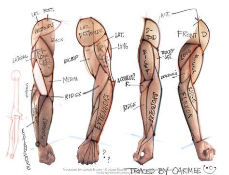 arm muscle map, needs corrections - Album on Imgur Arm Anatomy For Artists, How To Draw Muscles Arms, Muscle Arm Anatomy, Arm References Muscle, How To Draw Arm Muscles, Arm Muscles Anatomy Reference, Muscle Refrences, Arms Muscles Anatomy, Arm Muscles Reference