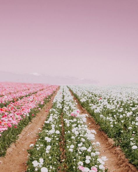 The Flower Fields Mint Arrow, Aesthetic Story, Girls Easter Basket, Coastal Wallpaper, Easter Backgrounds, Easter Wallpaper, Easter Pictures, Spring Mood, Easter Flowers