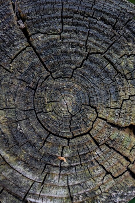 Tree Trunk Texture Photos, Download The BEST Free Tree Trunk Texture Stock Photos & HD Images Tree Trunk Aesthetic, Tree Trunk Texture, Tree Textures, Photos Hd, New Images, Textured Wallpaper, Hd Images, Textures Patterns, Aqua Blue