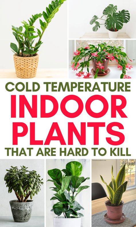 Aesthetic hardy indoor houseplants that can take cold temperatures and are hard to kill. Kitchen Sunroom, Bathroom Plants, Keep Alive, Cold Temperature, Room Kitchen, Living Room Kitchen, Health Benefits, Indoor Plants, Bathroom Decor