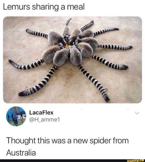 Lemurs sharing a meal Thought this was a new spider from Australia – popular memes on the site iFunny.co #showerthoughts #memes #lemurs #sharing #meal #thought #new #spider #australia #pic Forest And Wildlife, Animal Facts, Primates, Qingdao, Memes Funny, Animal Photo, Animal Memes, Funny Cute, Funny Images