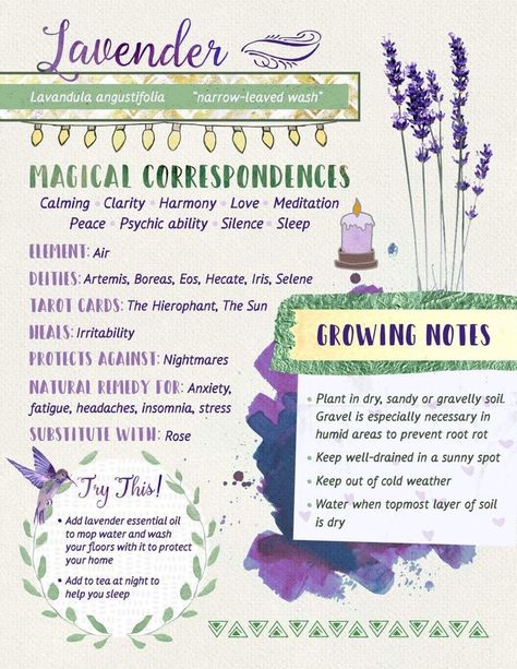 How do you use lavender in your rituals? Lavender is a Mercury/Air Herb that is most used in love, protection and sleep rituals. Here is a infographic on the magical correspondences of lavender and different ways to use it. Vision Boarding, Magickal Herbs, Witch Herbs, Green Witchcraft, Magia Das Ervas, Witch Garden, Grimoire Book, Under Your Spell, Magic Herbs