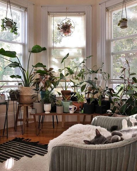 How cute is this?  Feet in the air and just admiring the little jungle.  Follow @sprigandwest for more jungle excitement!  by @beccampollock Bay Window Plant Ideas, Room Ideas Window, Bay Window Plants, Room Ideas Plants, Plant Nook, Bay Window Decorating Ideas, Cats Room, Bay Window Decor, Fall Vegetables To Plant