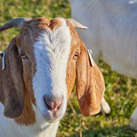 Anglo Nubian male goat with horns by Gary Le Feuvre Goat With Horns, Male Goat, Anglo Nubian Goats, Nubian Goat, Photography Graphic Design, Email Marketing Newsletter, Goat Farming, Floppy Ears, Buy Prints