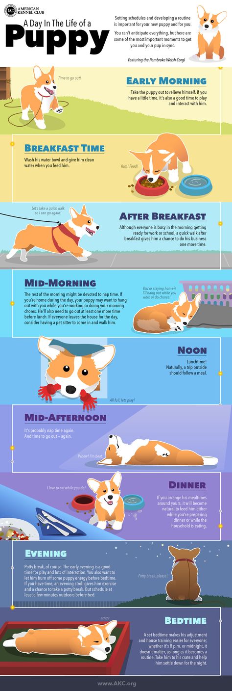 Puppy Schedule, Dog Minding, Puppies Tips, Easiest Dogs To Train, Cesar Millan, Potty Training Puppy, Puppy Training Tips, Training Your Puppy, Puppy Care