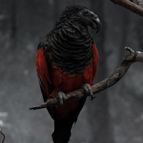 Dracula Parrot, Dracula, Red And Black, Parrot, Aura, Red, Black