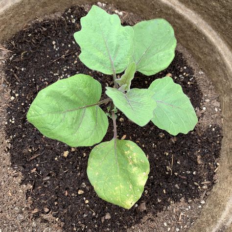 Are these spots on my patio baby eggplants cause for concern? Growing in containers in Los Angeles. Eggplant Growing, Growing In Containers, Baby Eggplant, Small Eggplant, Plant Seedlings, William The Conqueror, Bowling Green, Garden Diy, Clay Pots