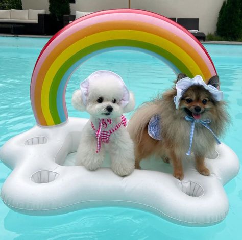 Dog Pool Floats, French Mastiff, Dog Pool, Pool Floats, Pool Float, Cute Cat, Float, Floating, Pool