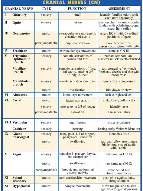 Nurse Ara on X: "Cranial Nerves, Types, Functions, and Assessment https://t.co/zeVDbRtuoe" / X Cranial Nerve Mnemonics, Mnemonics For Cranial Nerves, Cranial Nerves Assessment, Siadh Nursing Mnemonic, Cranial Nerves Function, Cranial Nerves Mnemonic, Nursing Assessment, Cranial Nerves, Nursing School Essential