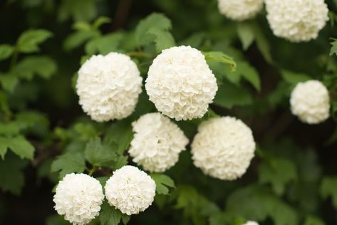 How to Care for Snowball Bushes | Hunker Ornamental Bushes, Snowball Bushes, Snowball Plant, Snowball Bush, Snowball Tree, Snowball Hydrangea, Snowball Viburnum, Peony Bush, Knockout Roses