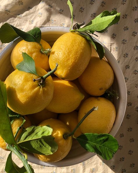 Lemons In The Sun 🍋🍋🍋 Lemon Aethstetic, Lemons Aesthetic Vintage, Italian Lemons Aesthetic, Lemongrass Aesthetic, Scent Routine, Tuscan Aesthetic, Lemon Fruit Aesthetic, Lemons Aesthetic, Citrus Aesthetic