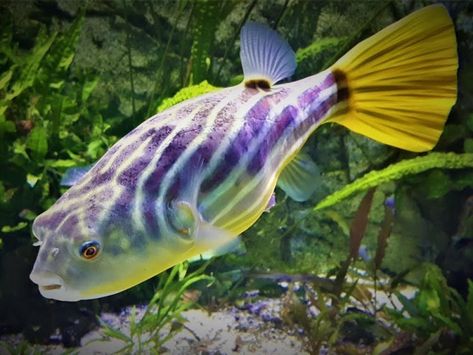 Tetraodon lineatus «Bred»  Price: 7.75 GBP (Worldwide Shipping)  https://diapteron.co.uk/product/tetraodon-lineatus-bred/  #bred #fahaka #lineatus #puffer #tetraodon  #fish Different Fish, Fish Species, Puffer Fish, Live Fish, Freshwater Fish, Mammals, Fish Pet, Puffer, Fish