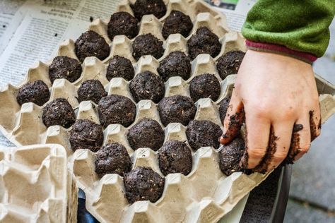 For Earth Day (or any day) – Make a Seed Bomb! - Chicago Community Gardeners Association Bug Snacks, Guerrilla Gardening, Library Crafts, Seed Balls, Garden Activities, Protein Bites, Garden Club, Real Simple, Greenhouses