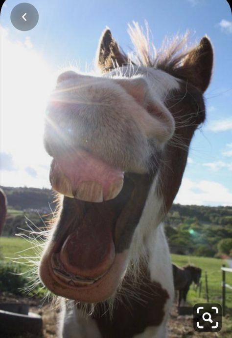 Hella Gabbert, Funny Horse Face, Funny Horse Pictures, Smiling Animals, Funny Animal Images, Cute Horse Pictures, Funny Horses, Horse Face, Funny Horse