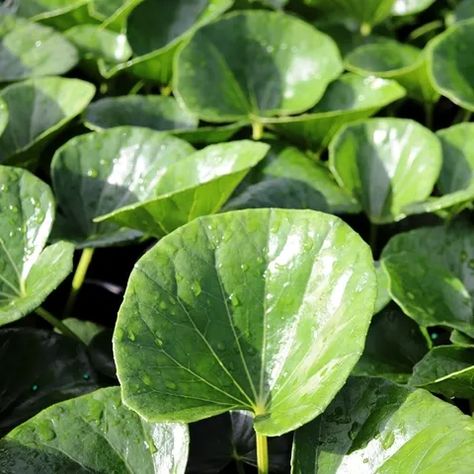 Ligularia reniformis Ligularia Reniformis, Plants Under Trees, Landscaping Inspiration, Lush Garden, Pool Landscaping, Shade Garden, Nurseries, Mulch, Native Plants