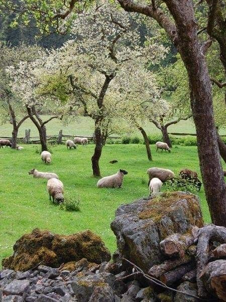 Sheep Fence, Sheep House, Scottish Homes, Salt Spring Island, Future Farms, Green Pasture, Sheep Farm, Cute Sheep, Rural Life