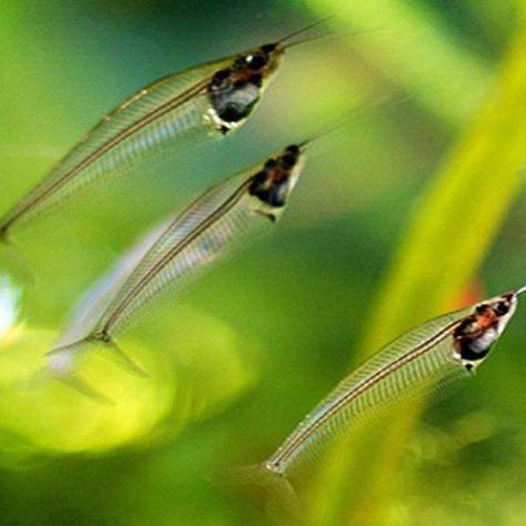 Freshwater Catfishes Archives | Arizona Aquatic Gardens Glass Catfish, Vertebral Column, Community Tanks, Aquatic Garden, Tropical Aquarium, Different Fish, Fish For Sale, Aquatic Life, Fishing Videos