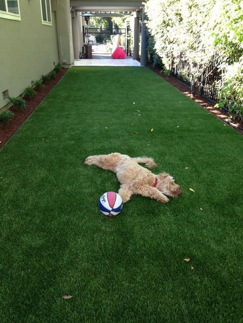 Innovative New Uses For Artificial Turf Youve Never Thought Of Dog Balcony, Backyard Grass Landscaping, Backyard Dog Area, Dog Potty Area, Artificial Grass Backyard, Backyard Landscaping For Dogs, Landscaping For Dogs, Turf Backyard, Dog Friendly Backyard