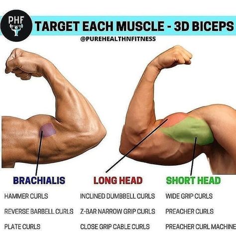 We always recommend the compounds like pull ups and rows for bicep growth... but this is a nice graphic showing how different isolation movements hit different heads.  When starting on a muscle-building program, one of the key body parts that many people want to place a large focus on are the biceps. The biceps tend to be a highly noticed muscle group by others, so if you have nicely developed arms, people are going to know you're on top of your workout game. Bicep Muscle, Trening Sztuk Walki, Gym Workout Chart, Gym Workouts For Men, Weight Training Workouts, Workout Chart, Workout Plan Gym, Biceps Workout, Gym Workout Tips