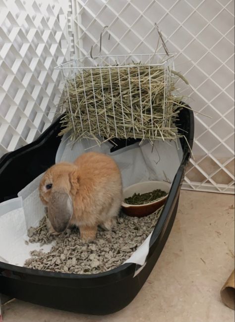 Diy Bunny Hidey House, Diy Hay Feeder For Rabbits, Bunny Hay Storage, Diy Bunny Hay Feeder, Hay Storage Ideas Bunny, Diy Rabbit Hay Feeder, Rabbit Hay Feeder Diy, Diy Hay Feeder Rabbit, Rabbit Diy Ideas