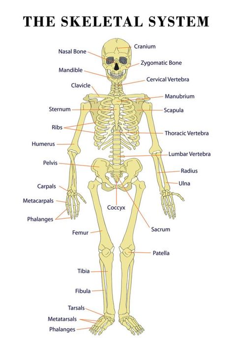 Fun Anatomy, Skeletal System Anatomy, The Skeletal System, Human Skeleton Anatomy, Scientific Poster, Skeleton Anatomy, Basic Anatomy And Physiology, Skeletal System, Medical School Essentials