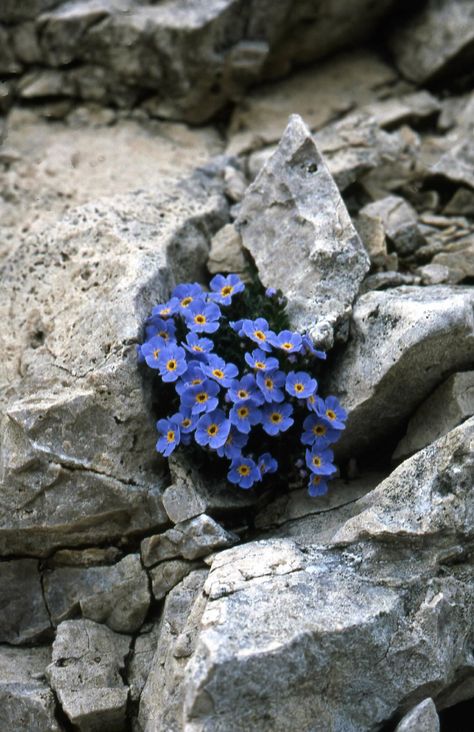 Rock Flowers, Rock Garden Plants, Trending Pins, Nothing But Flowers, Pretty Plants, Nature Aesthetic, Rock Garden, Ikebana, Flowers Photography