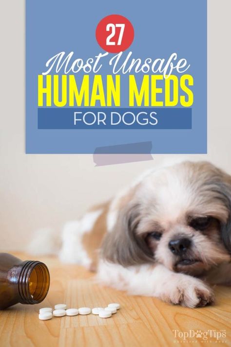 Top 27 Unsafe Human Medicine for Dogs Medicine Safe For Dogs, Dog Cpr, Medicine For Dogs, Pet Medicine, Meds For Dogs, Cat Illnesses, Medication For Dogs, Dog Remedies, Dog Insurance