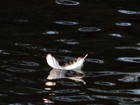 Feather on water Feather Aesthetic, Floating Feather, Bunny Aesthetic, Water Tattoo, Water Aesthetic, Water Photography, Floating In Water, Clay Art Projects, Tattoo Sleeve Designs